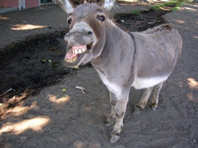 ugly-donkey3.jpg