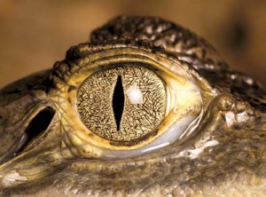 express-alligator-eye-300x222.jpg