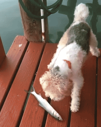 3e56c17fe20a4bcf2ead33887623e355.gif