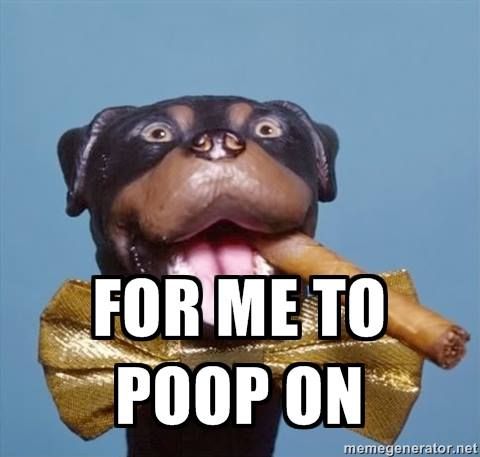 2cdfe10aa9d2f6746ab0c414401f856b--triumph-dog.jpg