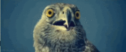 tumblr_m92i4nz88p1rn5aoo.gif