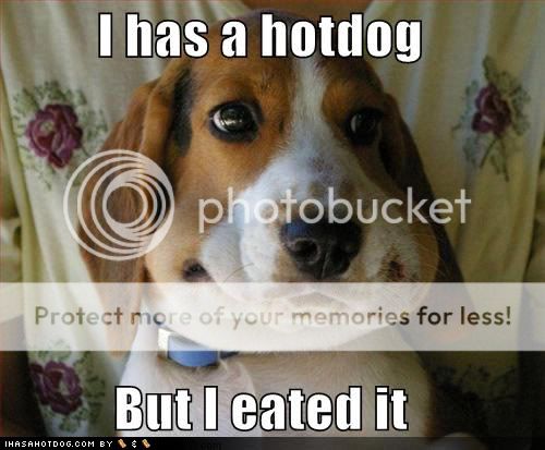 wtf-funny-dog-pictures-i-has-a-hotd.jpg