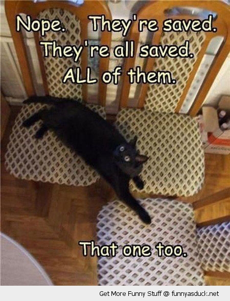 funny-seat-chair-saved-cat-pics.jpg