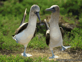 giphy.gif