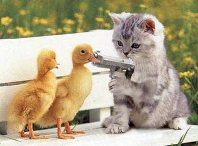 CatDucklings2.JPG