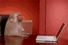 Monkey On Computer GIFs | Tenor