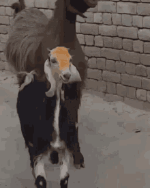 tenor.gif