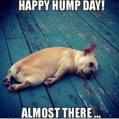 happy-hump-day-2.jpg