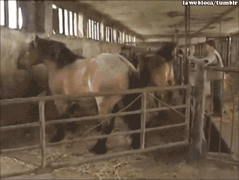 to_be_fair_animals_fail_quite_a_lot_10.gif