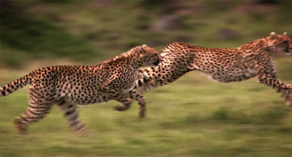 a0d04fa9e37ebebb78cfadc3940e5467.gif