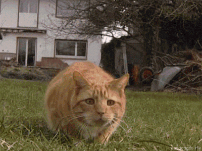 shaquille-o-neal-cat-shake.gif