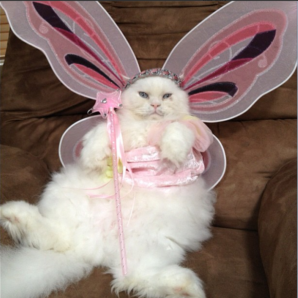 george-cat-photos-3.png