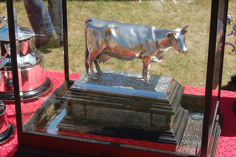 _48549622_cowtrophy.jpg