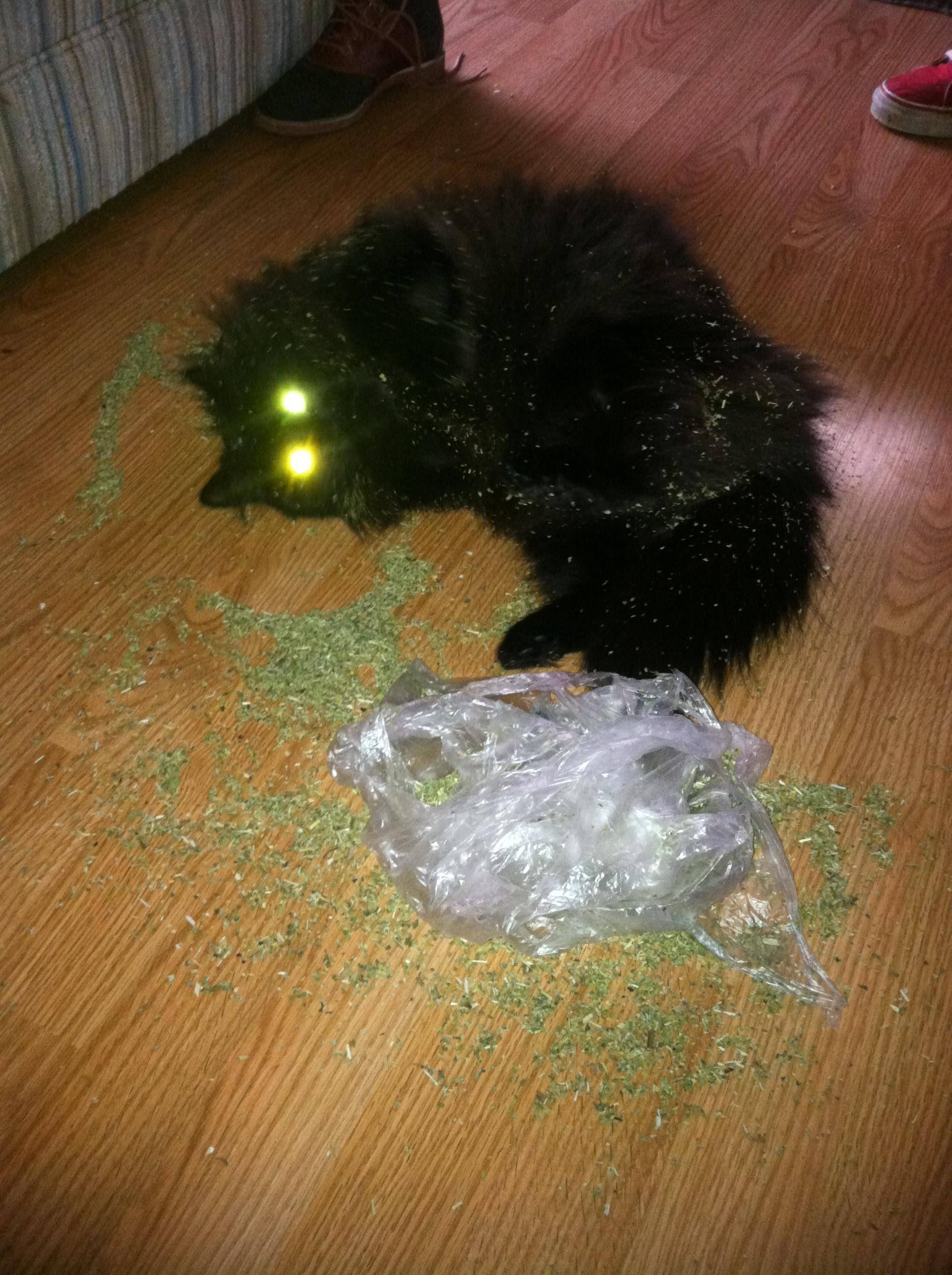 catnip.jpg