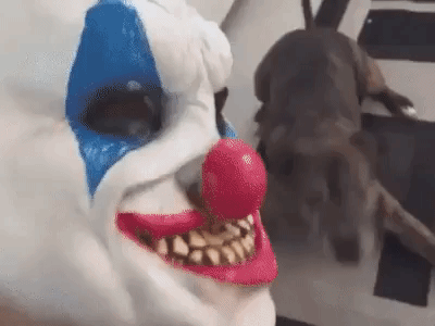 giphy.gif