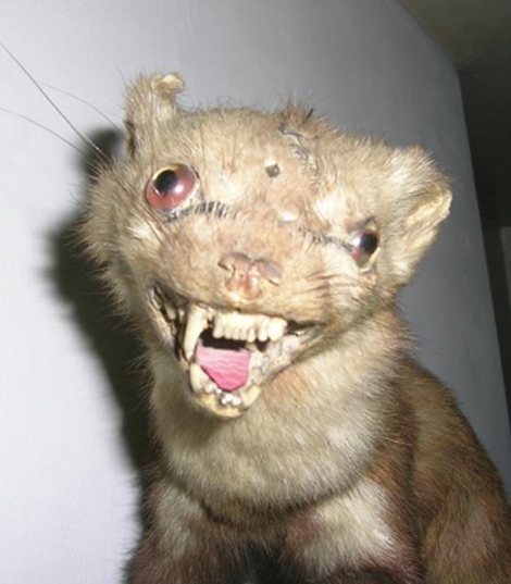 badly-stuffed-animals-1.jpg