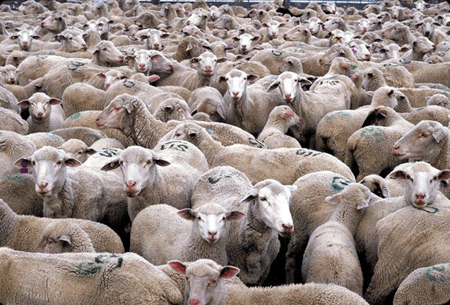 Herd_of_Sheep.gif