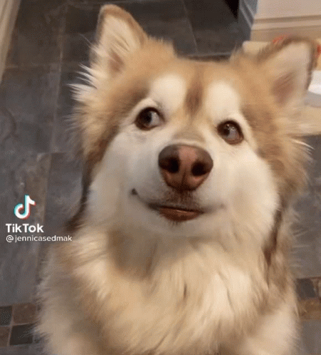 koogimins-dog-eyes.gif