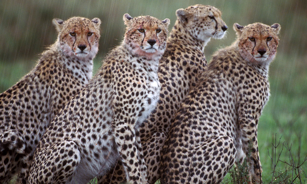 Learn_AboutCheetahs_11_1000-600.jpg