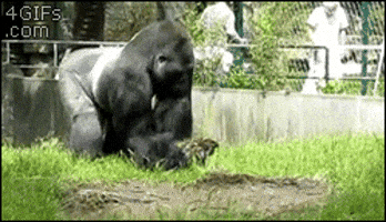 200.gif