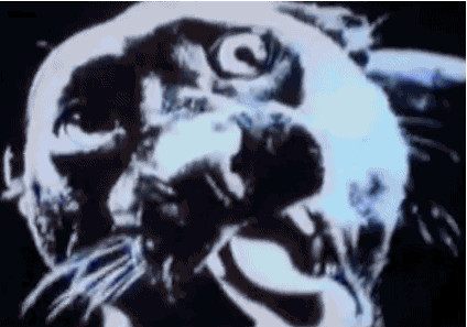 8G6Z.gif