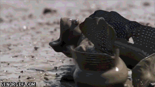 3OtgEyU.gif