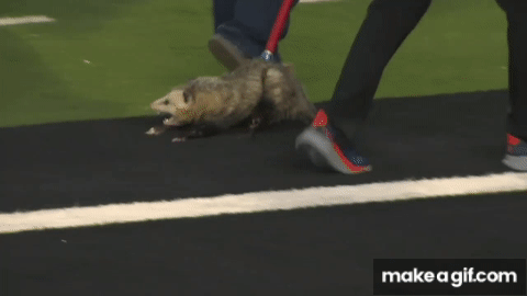 Possum gets escorted out of the stadium at Texas Tech-TCU game on Make a GIF