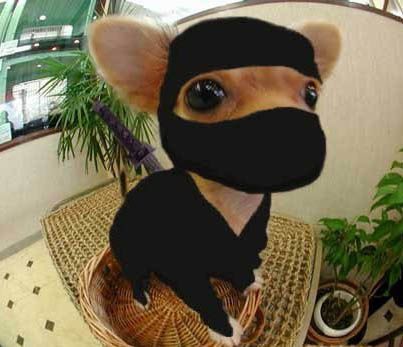 Chihuahua-ninja-funny-chihuahuas-8686623-403-347.jpg