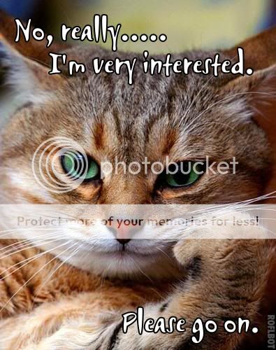 cat1.jpg