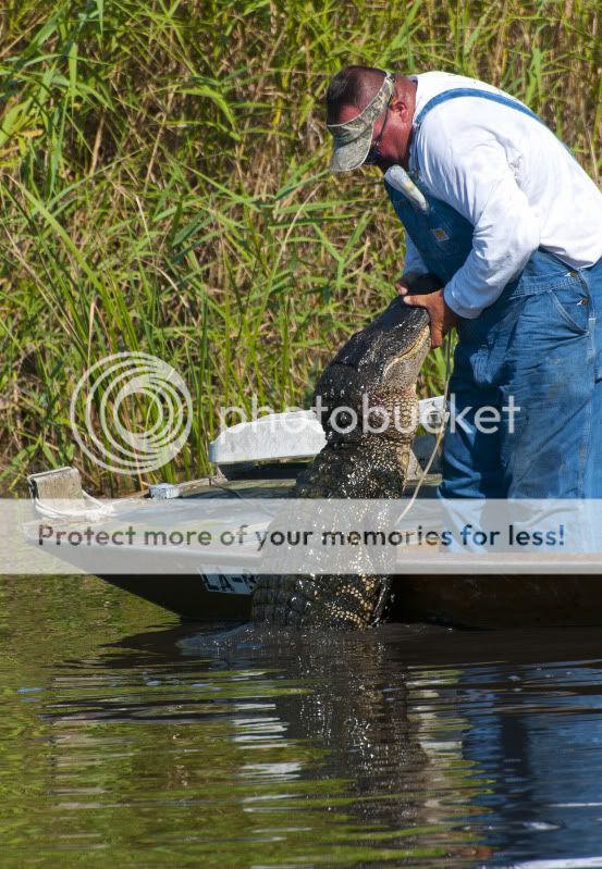 giantgator1.jpg