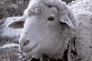 7358b50c.gif