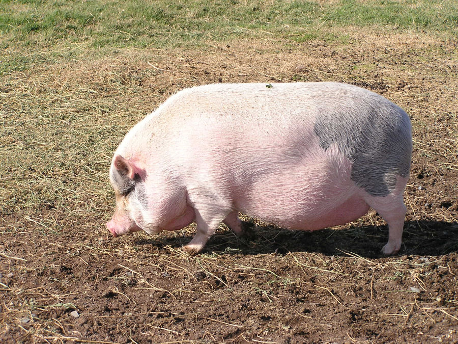 pig09.jpg