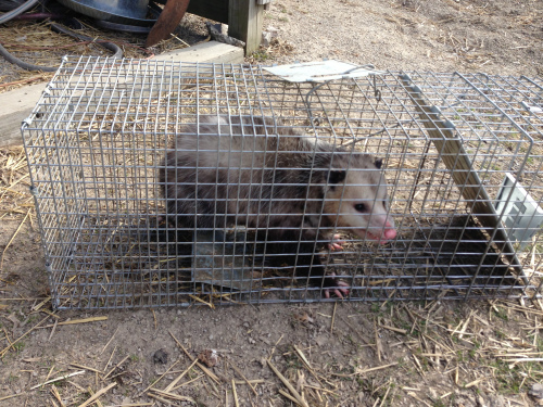 Trapping possums & skunks. | Oklahoma Shooters