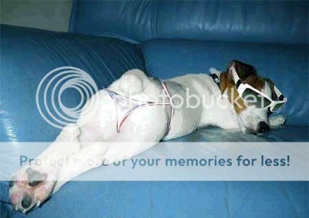dog8.jpg