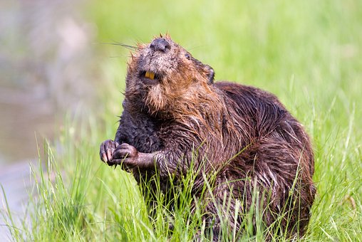 beaver-1528947__340.jpg