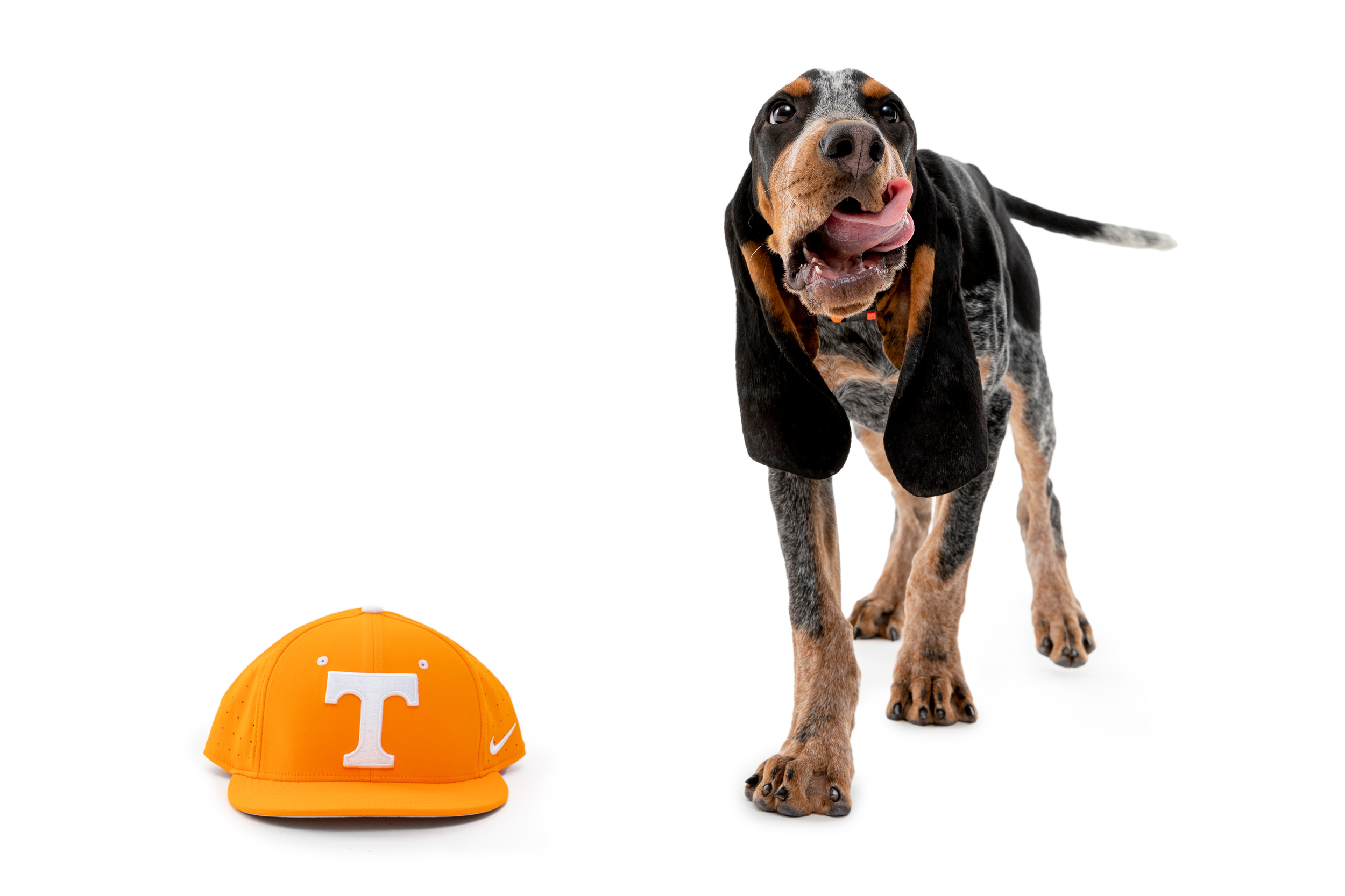 torchbearer.utk.edu