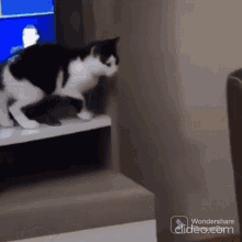 cat-majestic-jump.gif