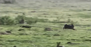 giphy.gif