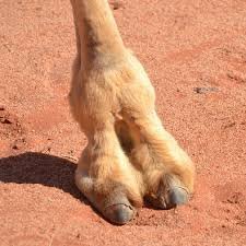 camel-hoof.jpg