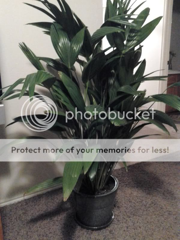 ChineseFanPalm-1.jpg