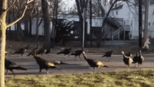 Turkeys Circling GIF - Turkeys Circling Spinning - Discover & Share GIFs