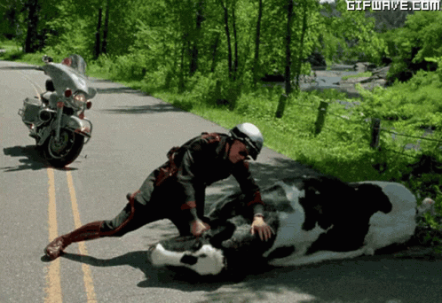 Me Myself And Irene Cow GIFs | Tenor