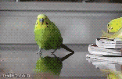 source.gif
