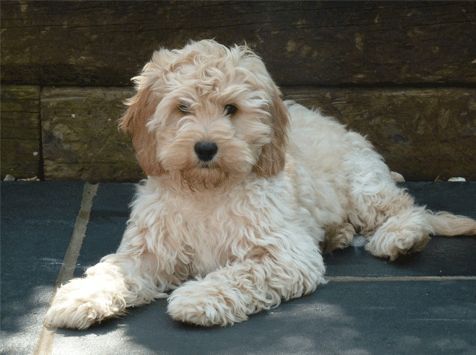 Cockapoo-Full-Grown.jpg