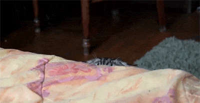 6c369f4bba7f01f8e4a449778ae0bc5e.gif
