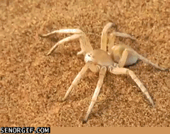 source.gif