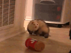 tumblr_lyu1jeRgLx1r46qu0o9_250.gif