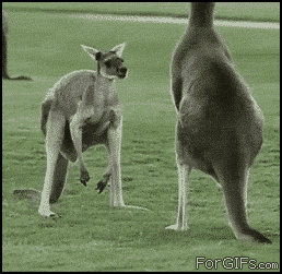 1b5964d9.gif