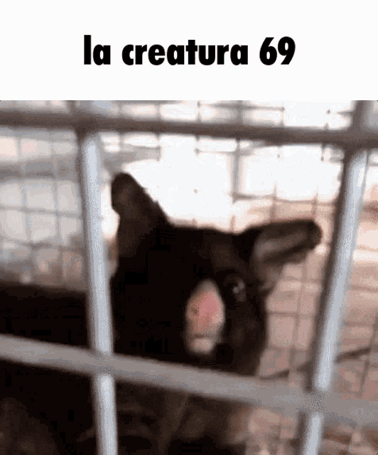 la-creatura-69.gif