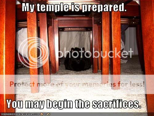 funny-pictures-basement-cat-prepare.jpg